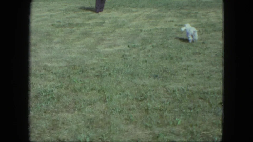 Small white dog appears low to the ground in a grassy field in 1963 Saint Paul home-movie footage.