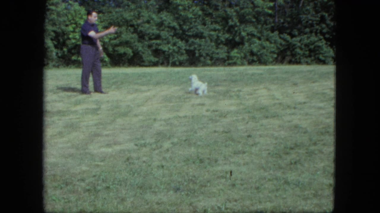 Man in dark clothing gestures toward a small white dog on a grassy lawn.