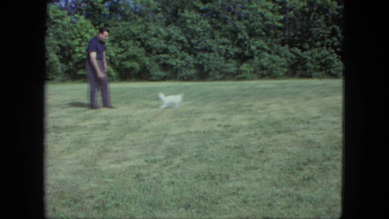 The small white dog moves across the grass as the man stands nearby in the Saint Paul backyard scene.
