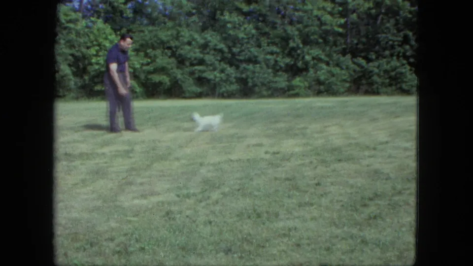 The small white dog moves across the grass as the man stands nearby in the Saint Paul backyard scene.