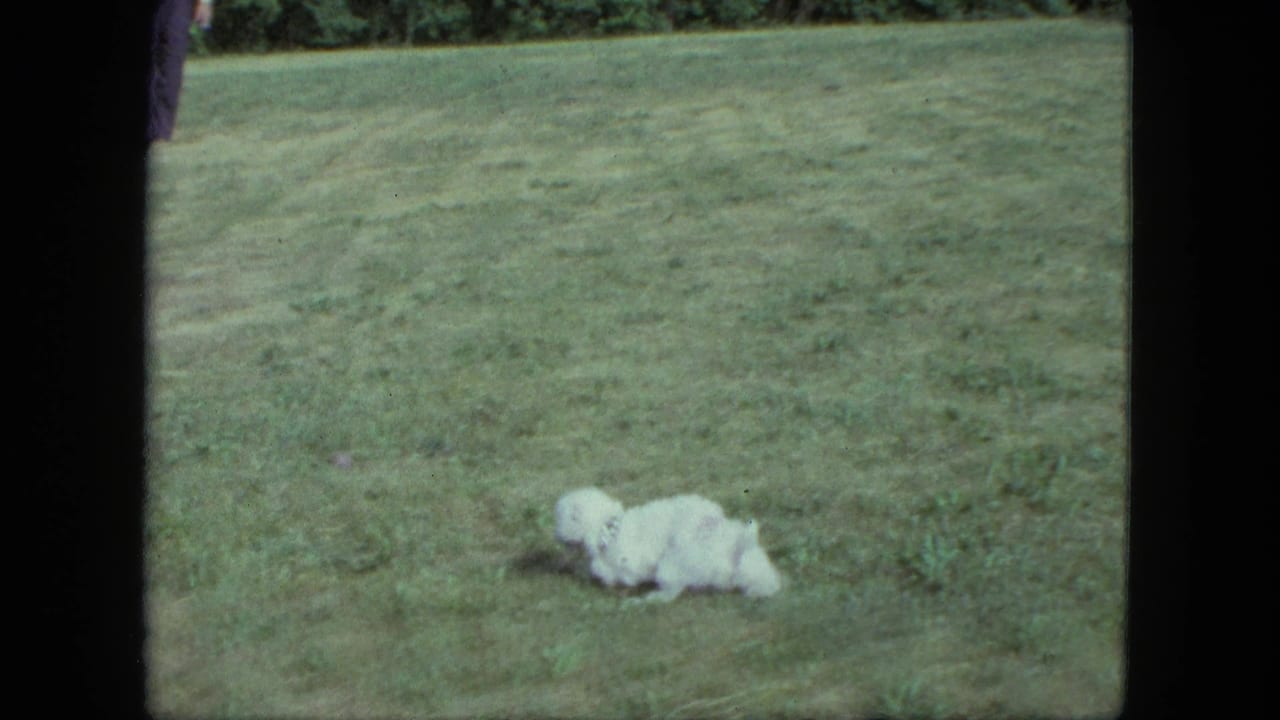 A small white dog rests low in the grass on a Saint Paul lawn, with trees and open yard visible behind it.
