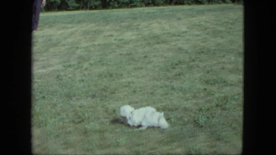 A small white dog rests low in the grass on a Saint Paul lawn, with trees and open yard visible behind it.