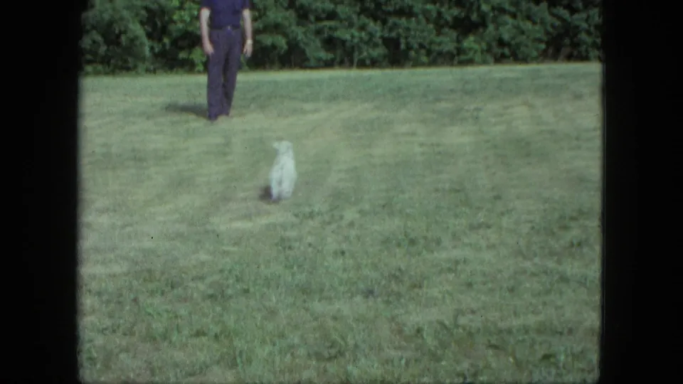 A small white dog sits on the lawn as the lower body of the man appears at the edge of the 1963 Saint Paul frame.