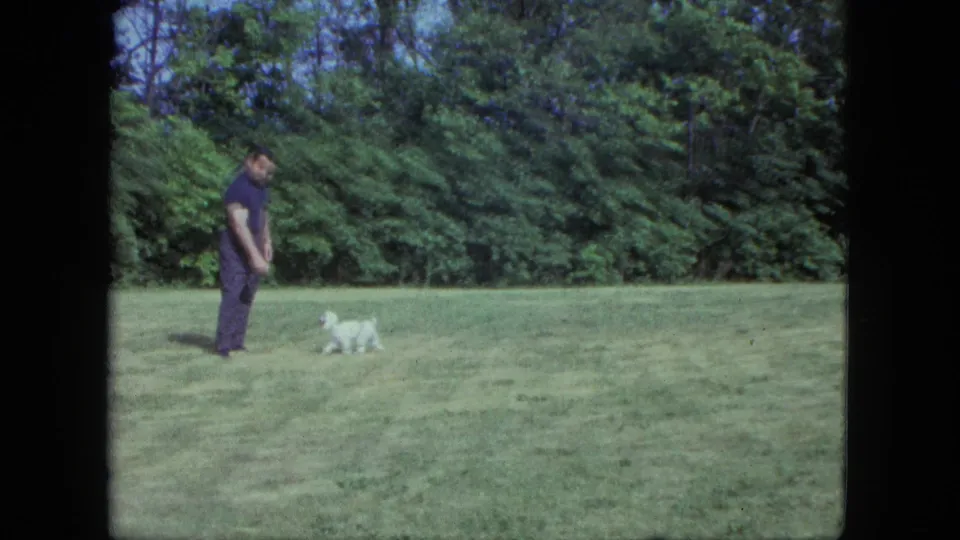 A man watches a small white dog move low across the grass, with a dense tree line behind the Saint Paul yard scene.