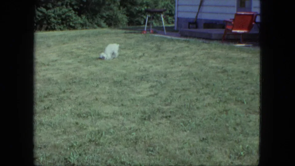 The small white dog moves across the grass in the Saint Paul backyard, with the trailer, grill, and red chair behind it.