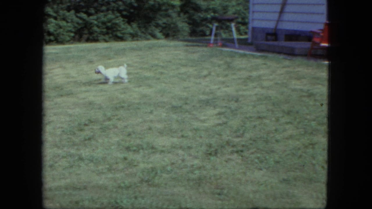 Small white dog running across a sunny lawn near a house and yard swing.