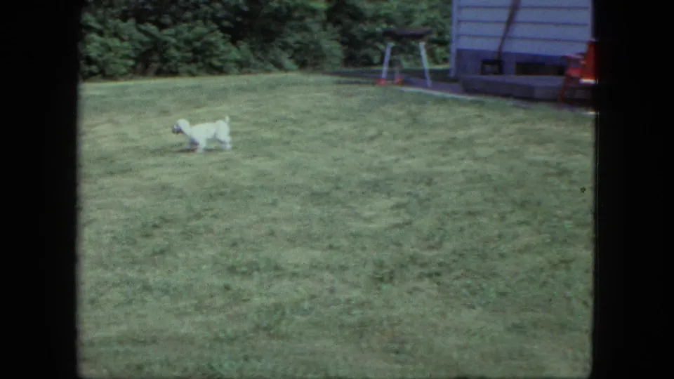A small white poodle runs across a Saint Paul backyard lawn in 1963 home-movie footage, with house siding and a yard swing behind it.
