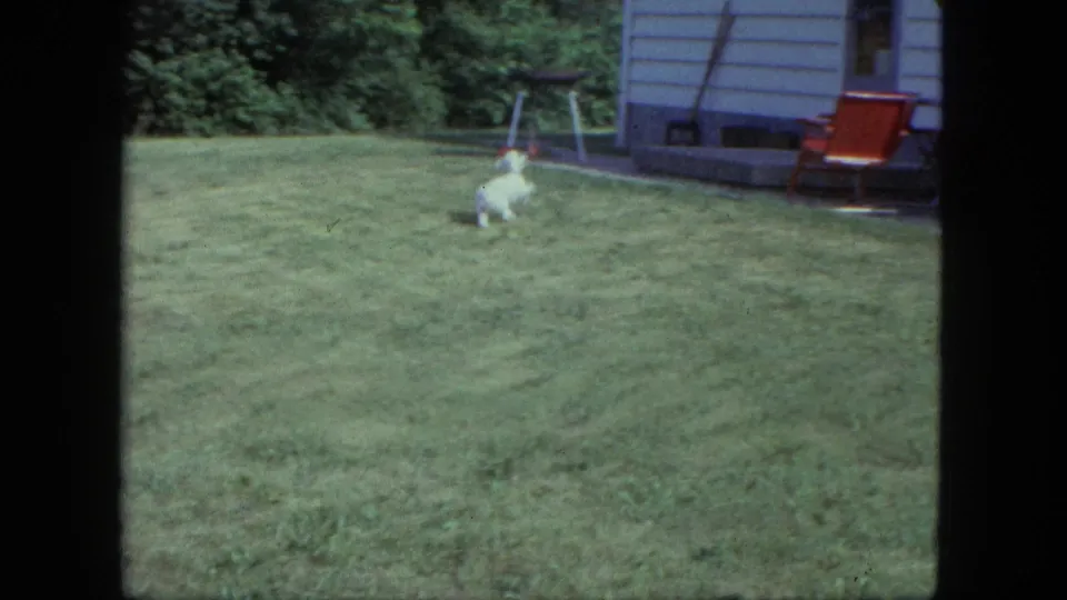 A small white poodle pauses on a Saint Paul lawn, with house siding, a red lounge chair, and a yard swing in the background.