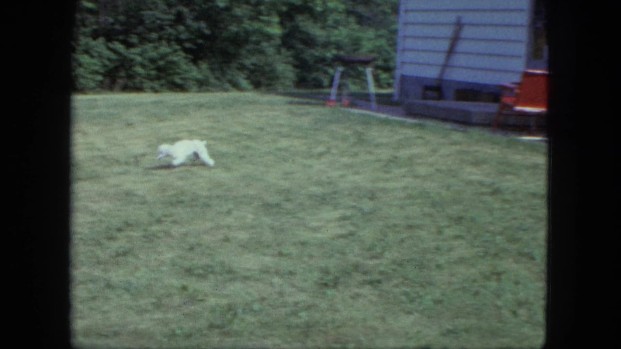 Small white dog running across a green lawn with house siding and trees behind it.