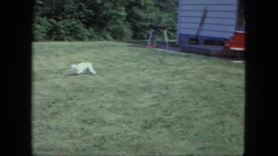 Small white dog crosses the lawn in a Saint Paul backyard, with a house, patio furniture, and trees in the background.