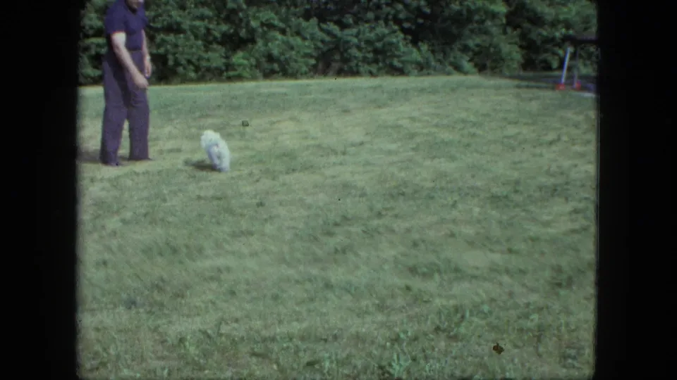 Adult man in dark clothing faces a small white dog on a Saint Paul backyard lawn, with trees and a swing set behind them.