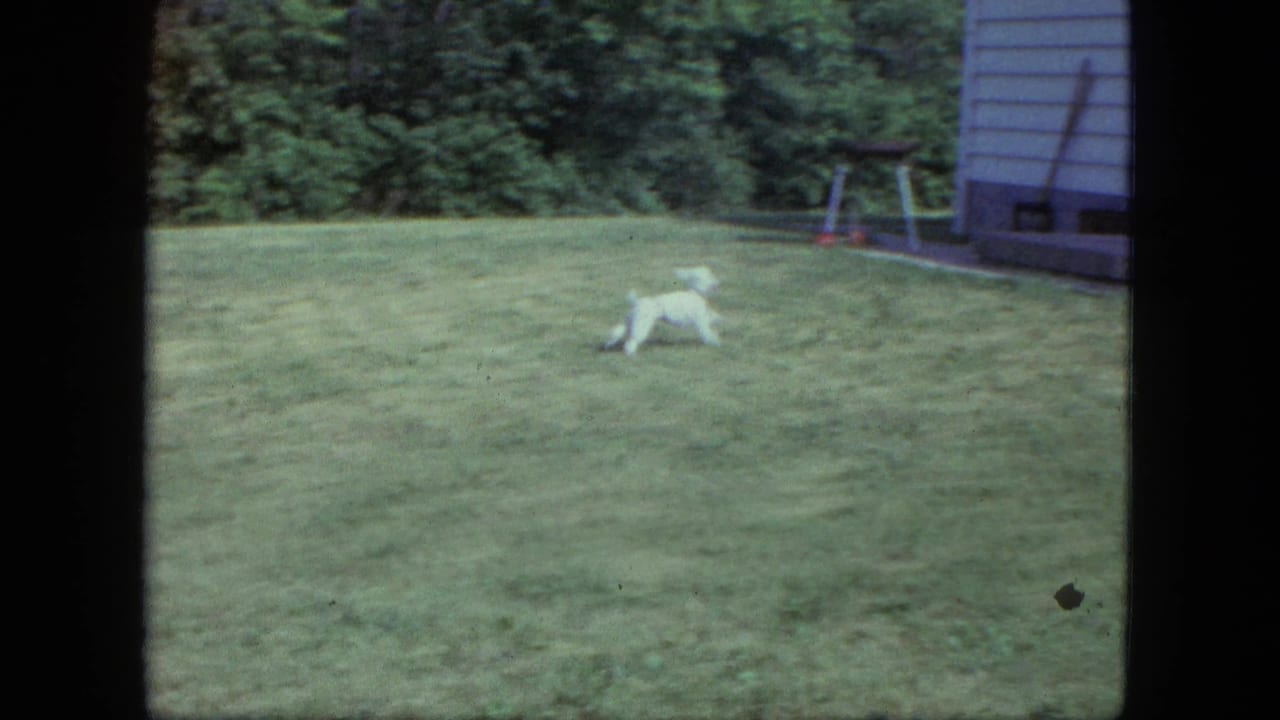 Small white puppy running across a green backyard lawn near a light-sided house.