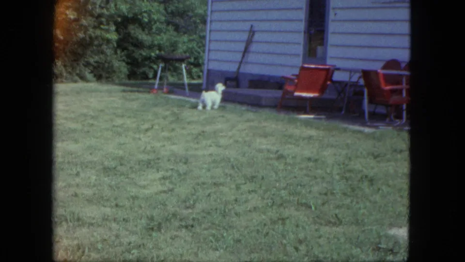 A small white puppy stands on a backyard lawn near red outdoor chairs and yard equipment in 1963 Saint Paul footage.