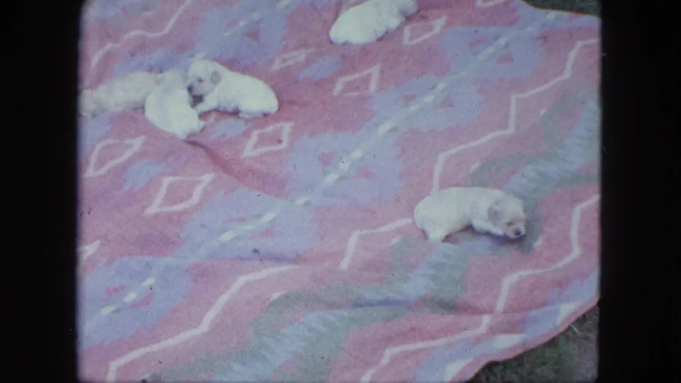 Several white puppies rest on a pink and blue patterned blanket in a 1963 Saint Paul home-movie backyard scene.