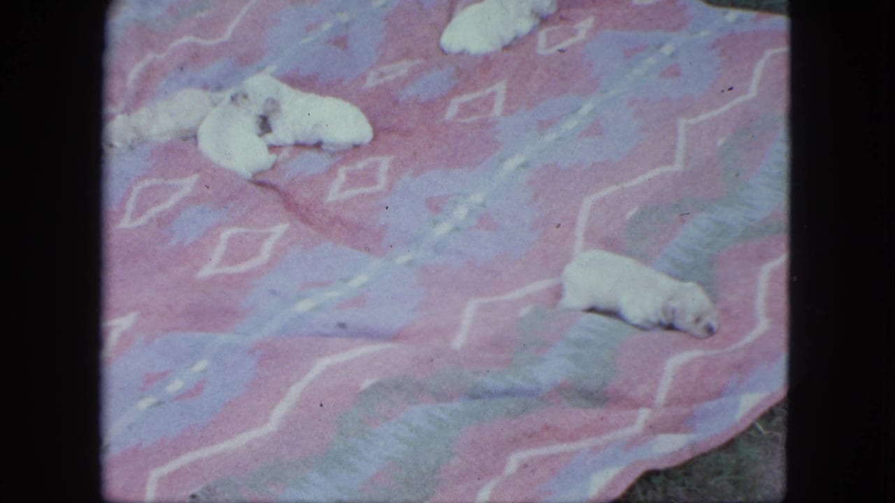 Small white puppies resting on a pink and purple patterned blanket outdoors.