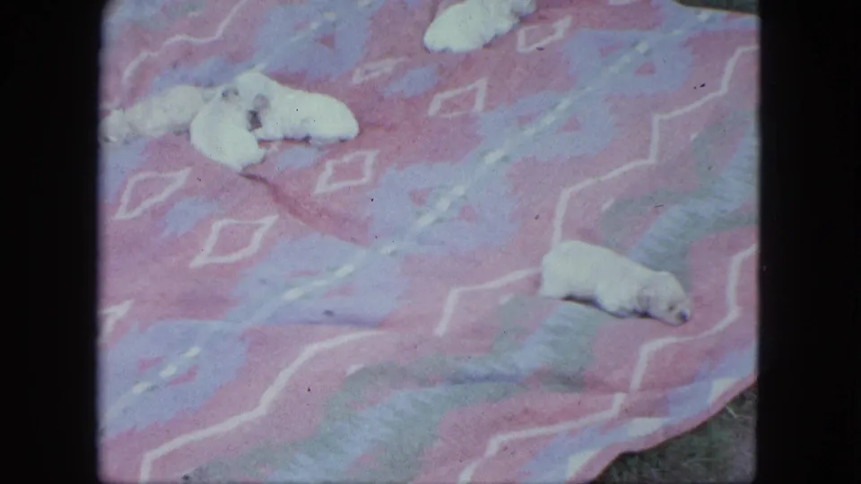 1963 Saint Paul home-movie frame showing tiny white puppies lying on a patterned blanket with grass at the edge.