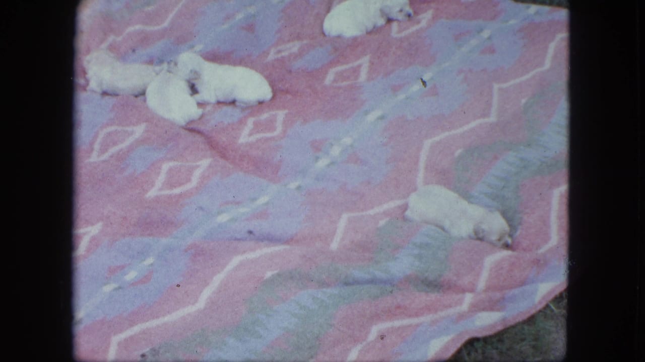 Five-second 8mm home-movie frame from Saint Paul showing white puppies scattered on a pink patterned blanket.