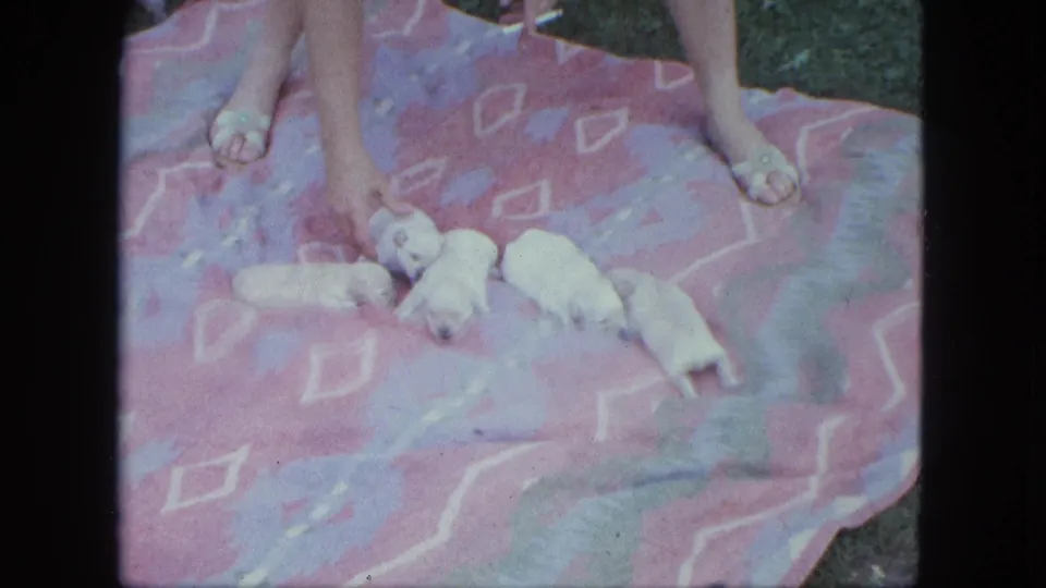 Saint Paul 1963 home-movie frame with bare feet near five white puppies resting on an outdoor blanket.