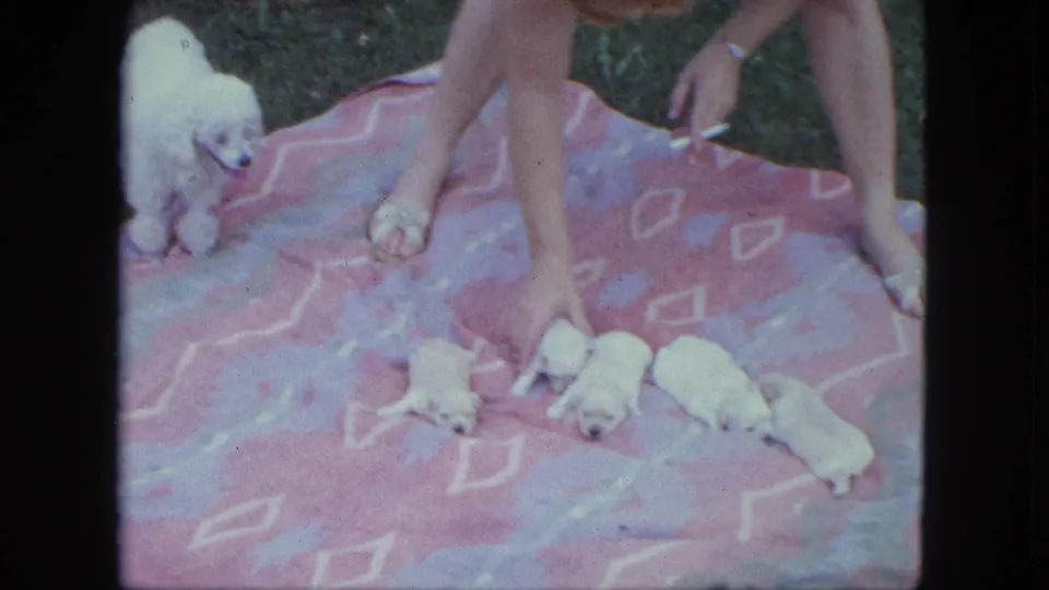 1963 Saint Paul frame showing a fluffy white adult dog beside white puppies, bare feet, and a hand on an outdoor blanket.