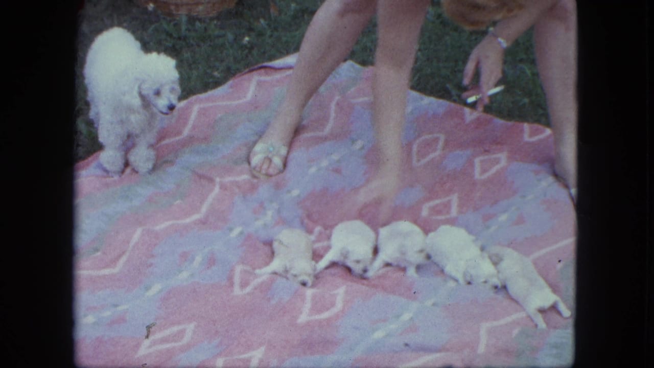 Five white puppies on a patterned blanket with an adult poodle and a woman's legs nearby.