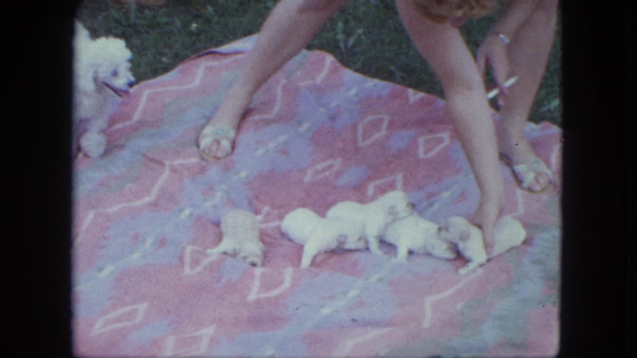 A woman reaches over a blanket where five white puppies crawl near an adult poodle.