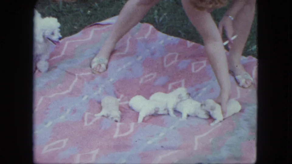 1963 Saint Paul frame with a woman bending toward five white poodle puppies on a patterned blanket while an adult poodle watches from the grass.
