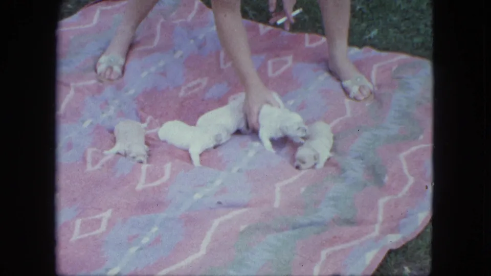 1963 Saint Paul home-movie frame showing a woman's hand among small white poodle puppies spread across a pink patterned blanket outdoors.