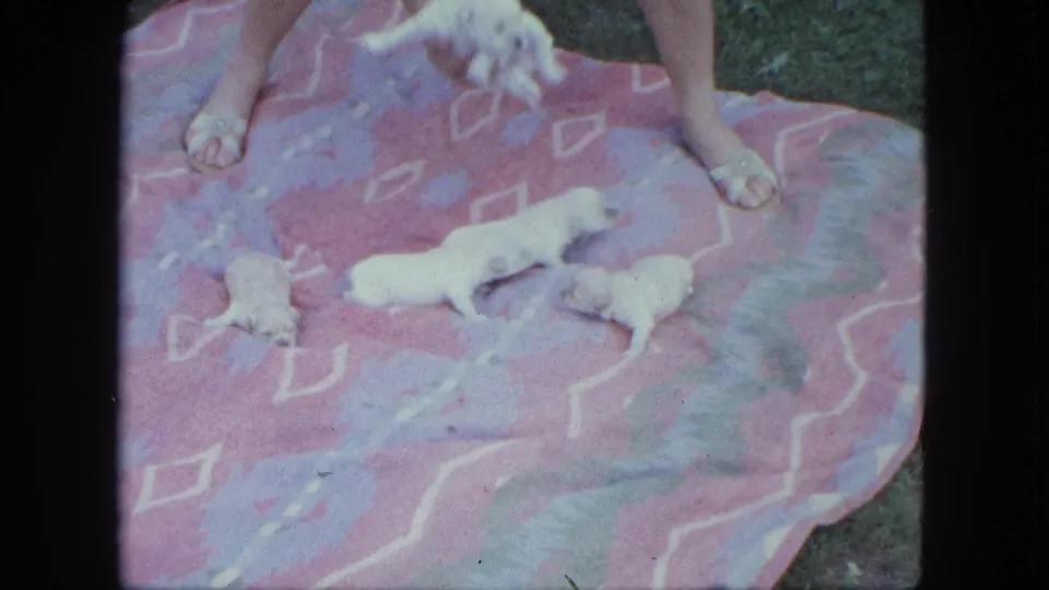1963 Saint Paul frame showing small white poodle puppies moving on a patterned blanket, with a woman standing close and a blurred adult dog at the top.
