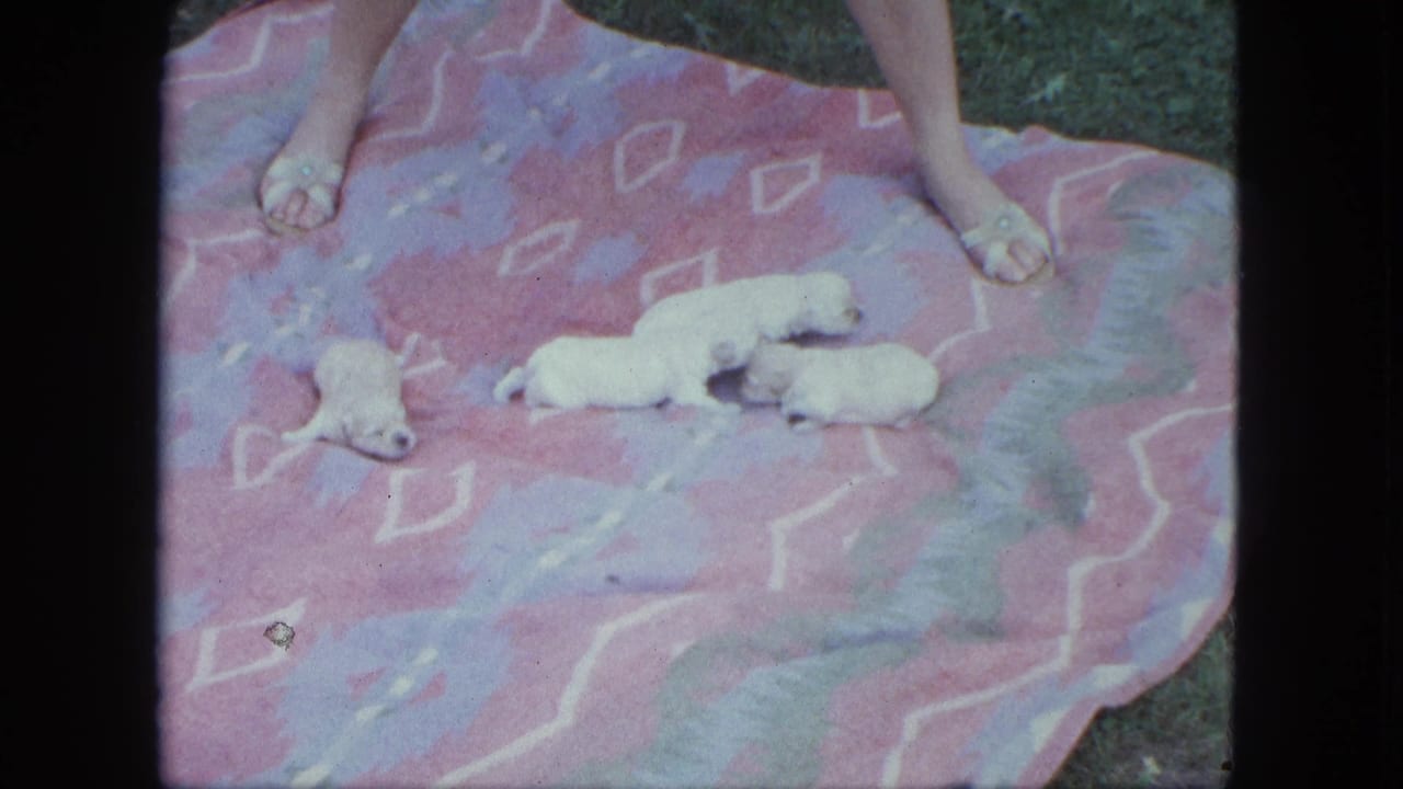 White puppies resting on a pink patterned blanket near a woman's bare feet.