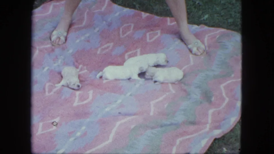 1963 Saint Paul home-movie frame with several white puppies on a pink and purple blanket near a woman's feet outdoors.