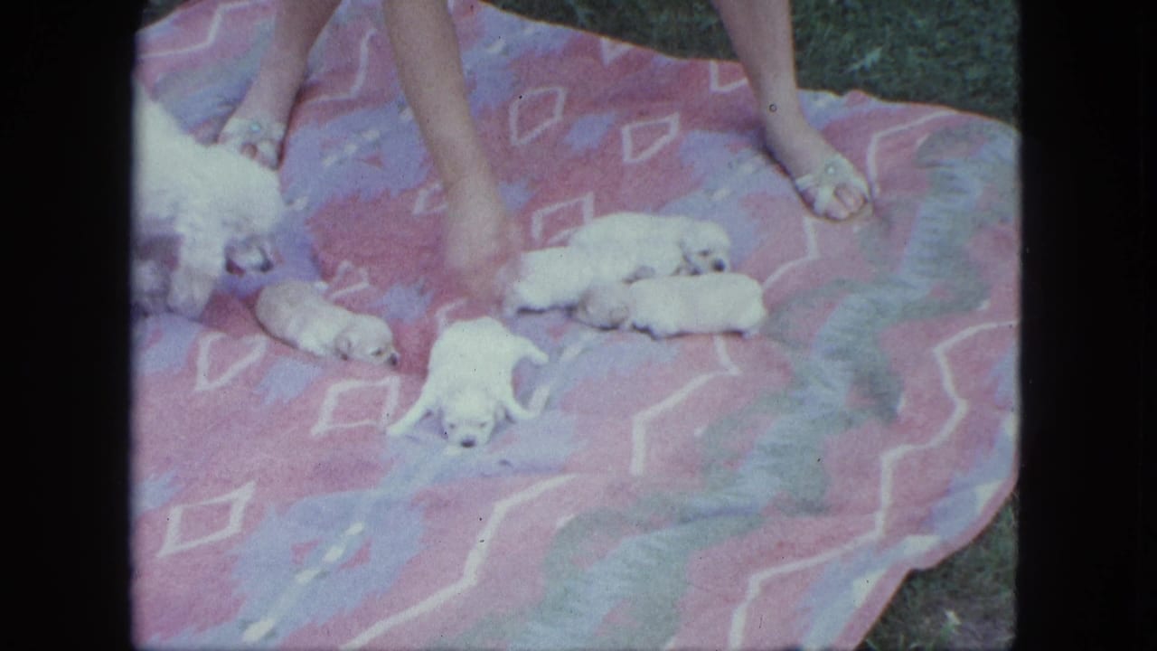 A woman's hand tends a group of white puppies on a pink and purple blanket in this 1963 Saint Paul home-movie frame.