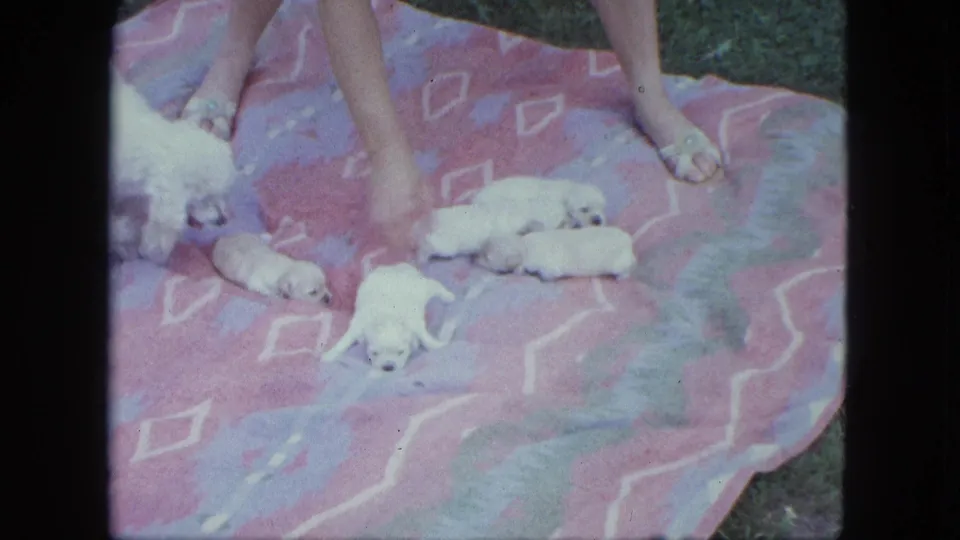 A woman's hand tends a group of white puppies on a pink and purple blanket in this 1963 Saint Paul home-movie frame.