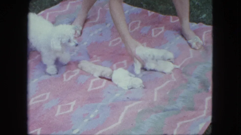 The white adult poodle stands near her puppies while a woman places a small white puppy on the blanket outdoors in Saint Paul, 1963.