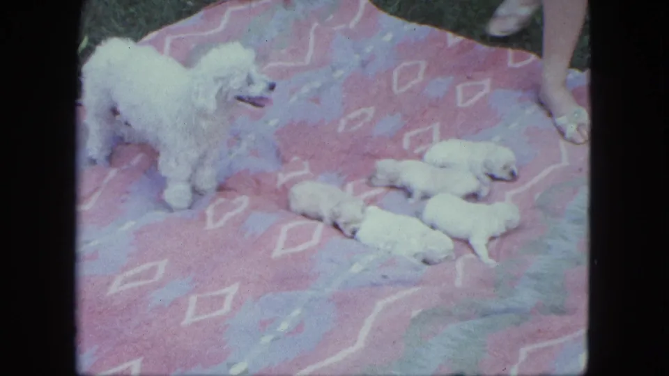 A white poodle stands beside several white puppies lying on a pink and purple blanket in this outdoor 1963 Saint Paul home-movie frame.
