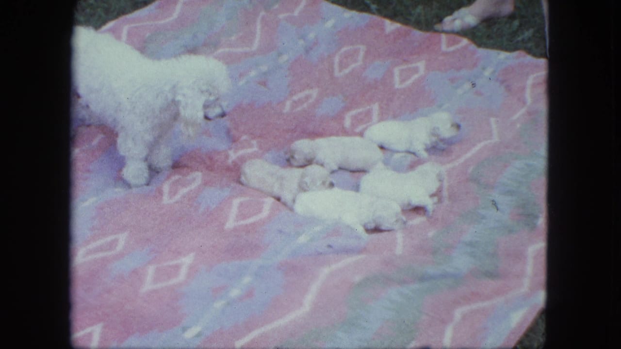 White poodle mother stands near five small puppies on a patterned blanket outdoors.