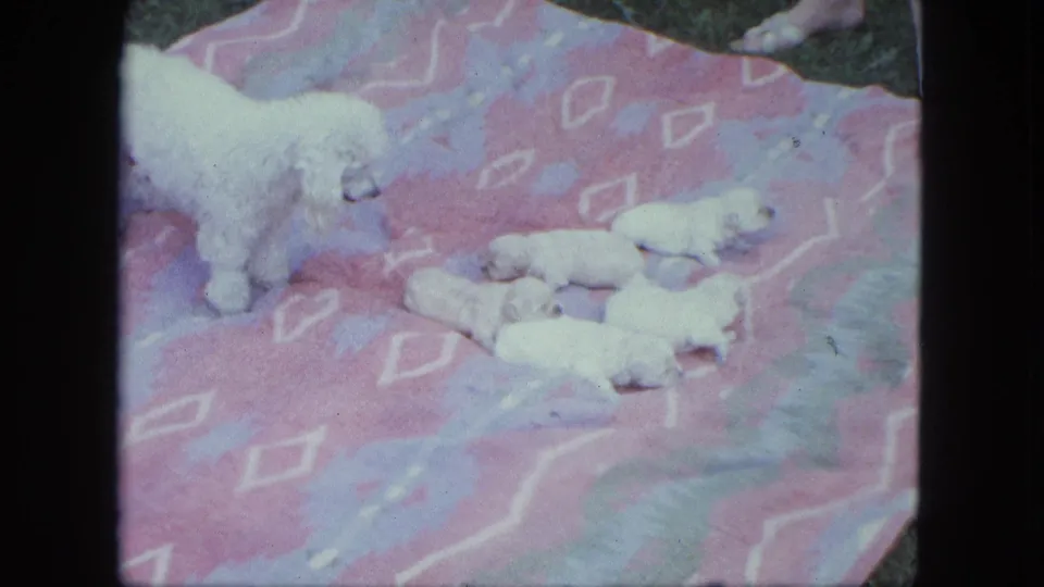 In 1963 Saint Paul home-movie footage, a white poodle mother stands beside five white puppies on a pink and purple blanket spread on grass.