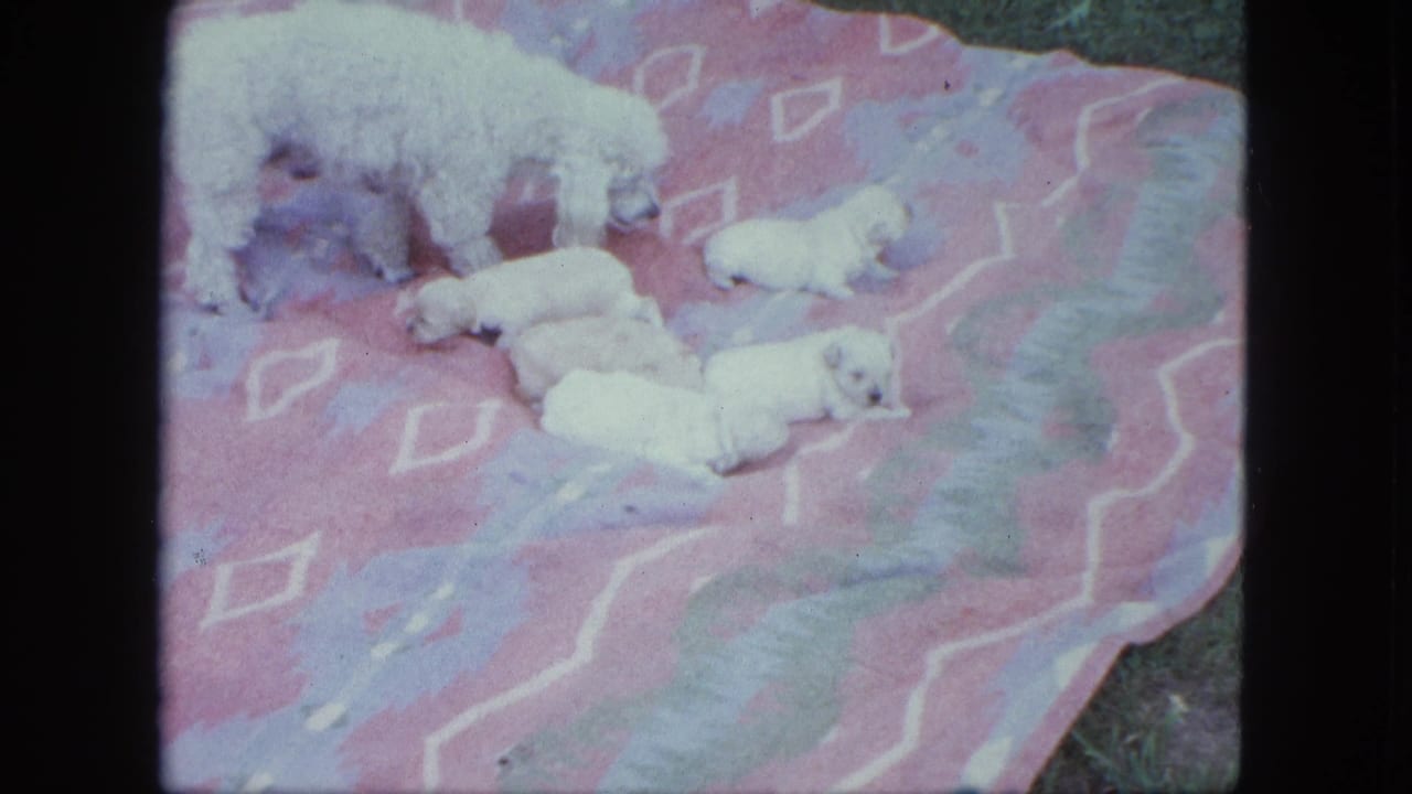 The white poodle mother leans toward her small puppies on the pink and purple blanket in supported 1963 Saint Paul home-movie footage.