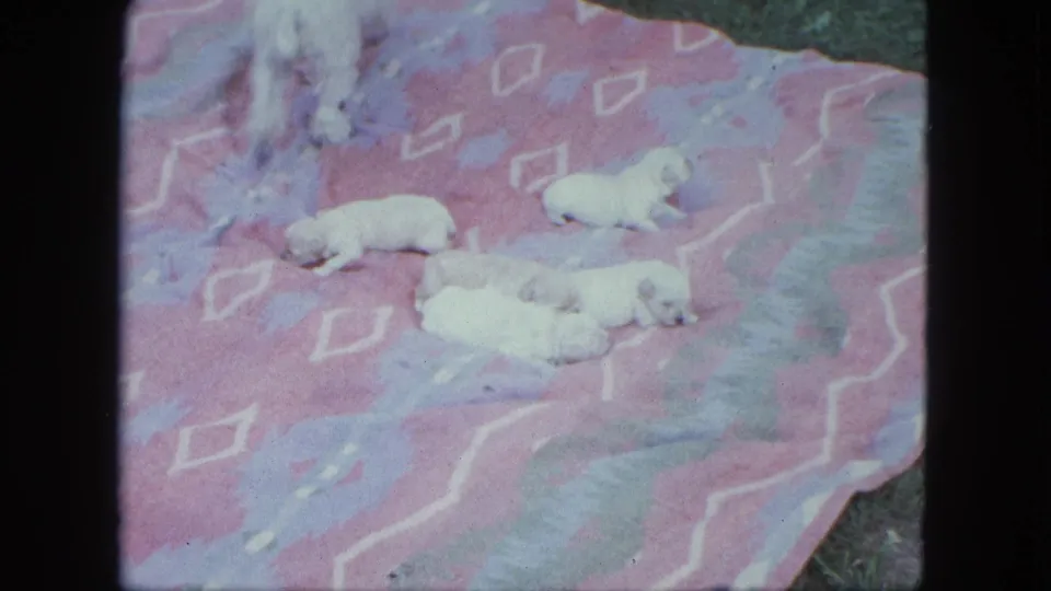Several white puppies rest and shift on the patterned outdoor blanket as the adult poodle appears partly at the edge of the 1963 home-movie frame.