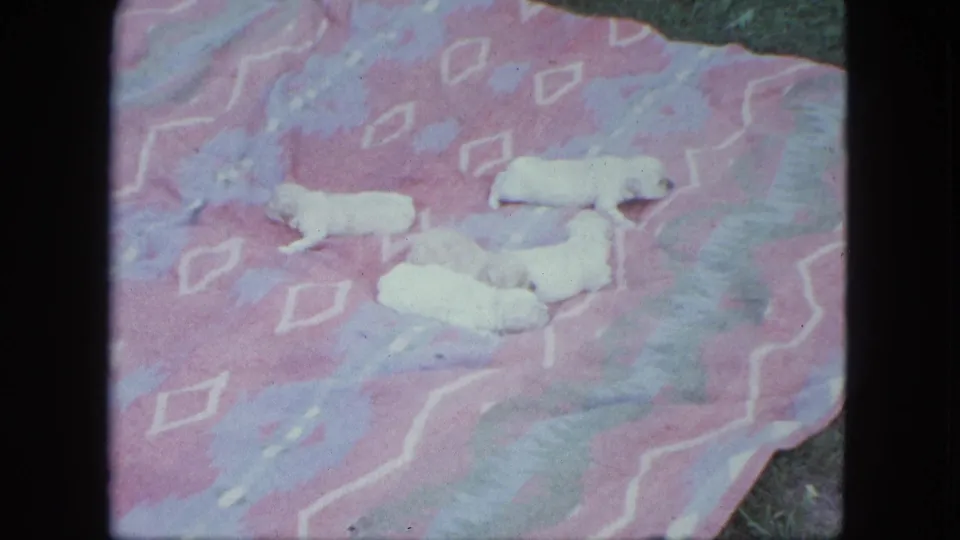 Five white puppies are visible on the patterned blanket outdoors, with grass at the edge and the mother poodle mostly out of view.