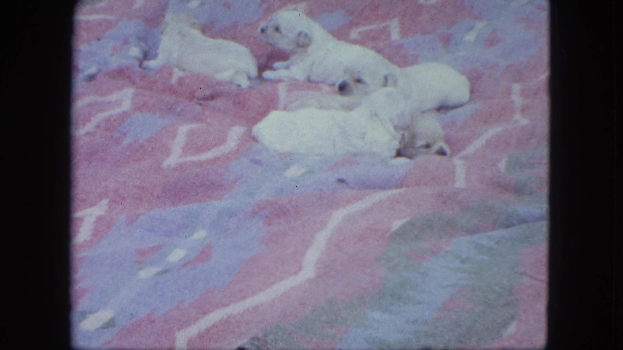 Five pale puppies resting on a pink and blue patterned blanket.