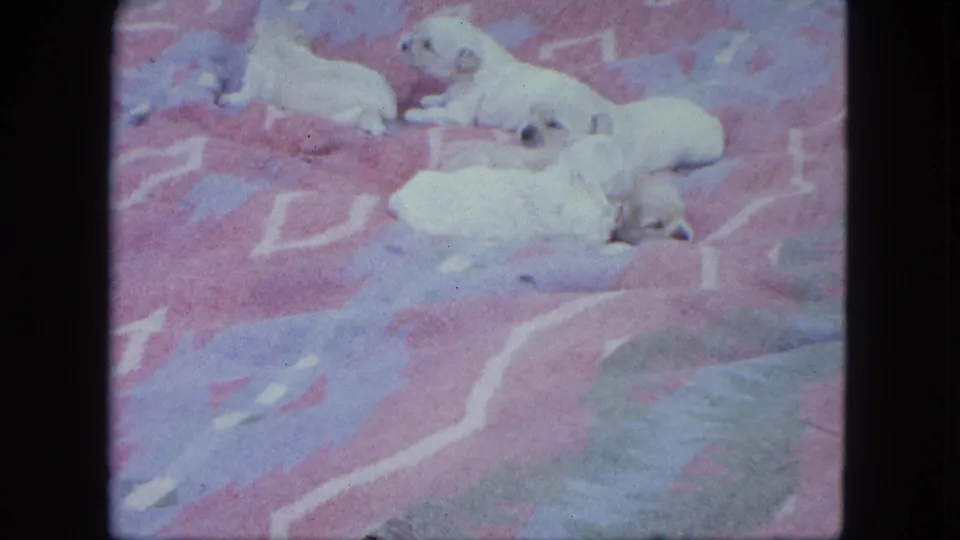 Five pale Labrador puppies rest close together on a pink and blue blanket in 1963 Saint Paul home-movie footage.