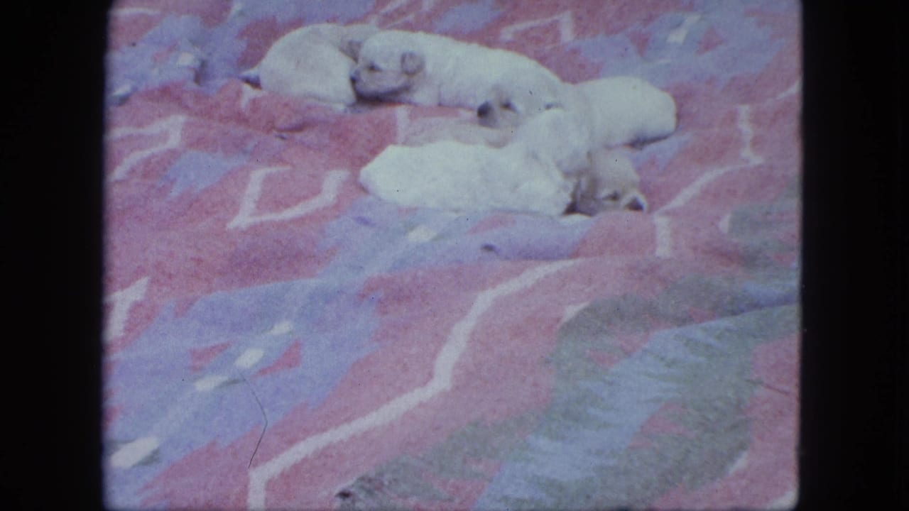 Pale Labrador puppies lie on a colorful blanket, with one puppy more upright near the right side of the frame.