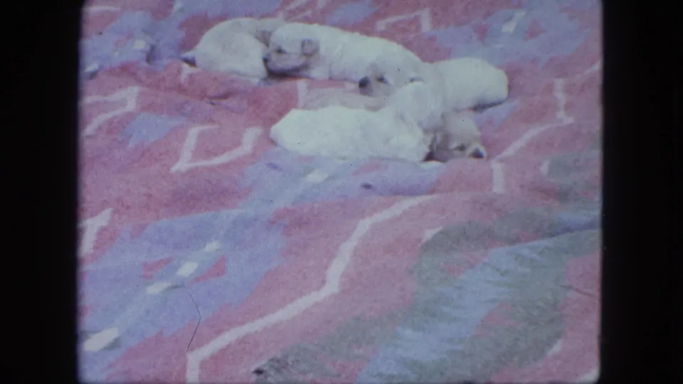 Pale Labrador puppies lie on a colorful blanket, with one puppy more upright near the right side of the frame.