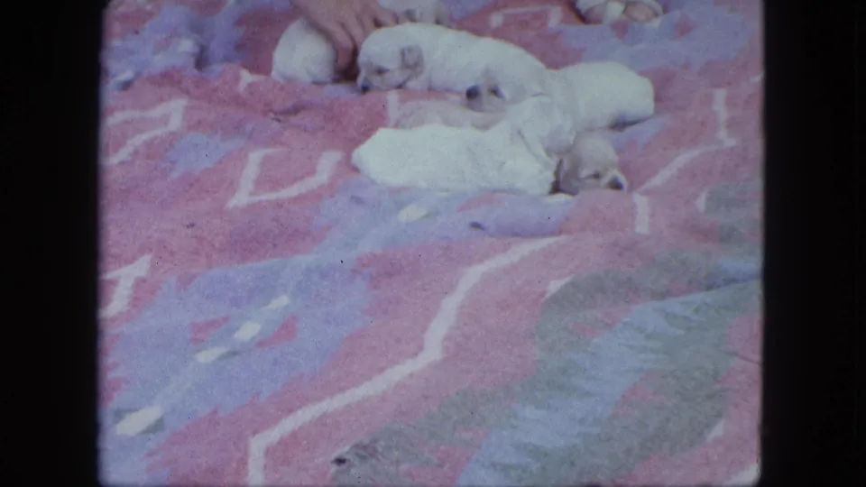 Several pale Labrador puppies rest on the blanket while a partial hand appears near the upper edge of the 1963 home-movie frame.