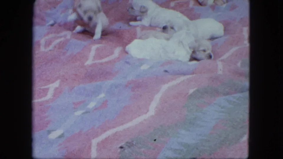 Pale Labrador puppies remain on the patterned blanket as one puppy moves near the left side of the Saint Paul home-movie frame.