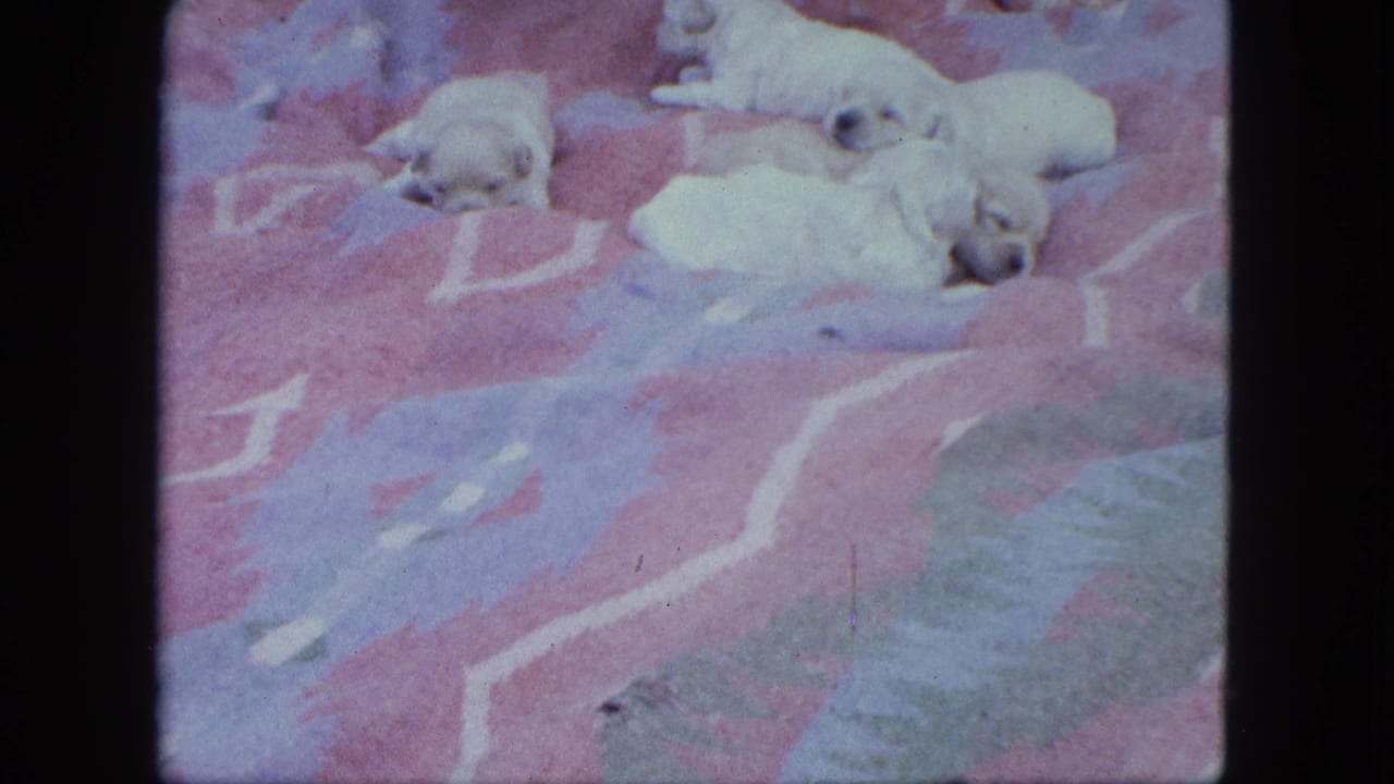 1963 Saint Paul home-movie frame showing pale puppies lying together on a colorful patterned blanket.