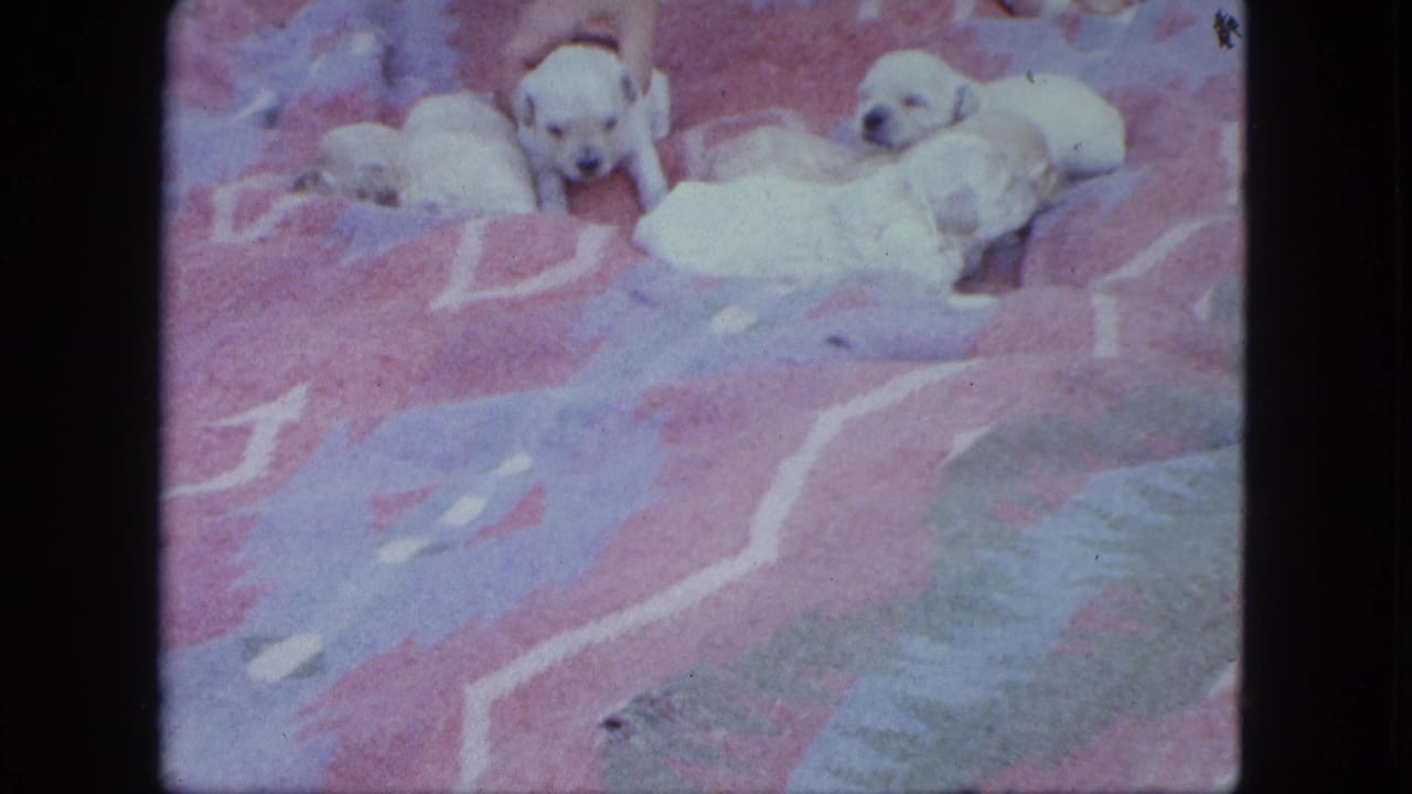 Pale puppies clustered on a colorful blanket, with one puppy more upright.