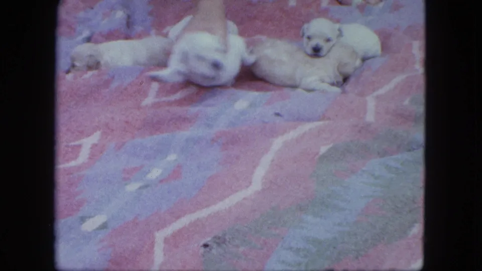 1963 Saint Paul home-movie frame showing a hand adjusting small pale puppies on a colorful blanket.