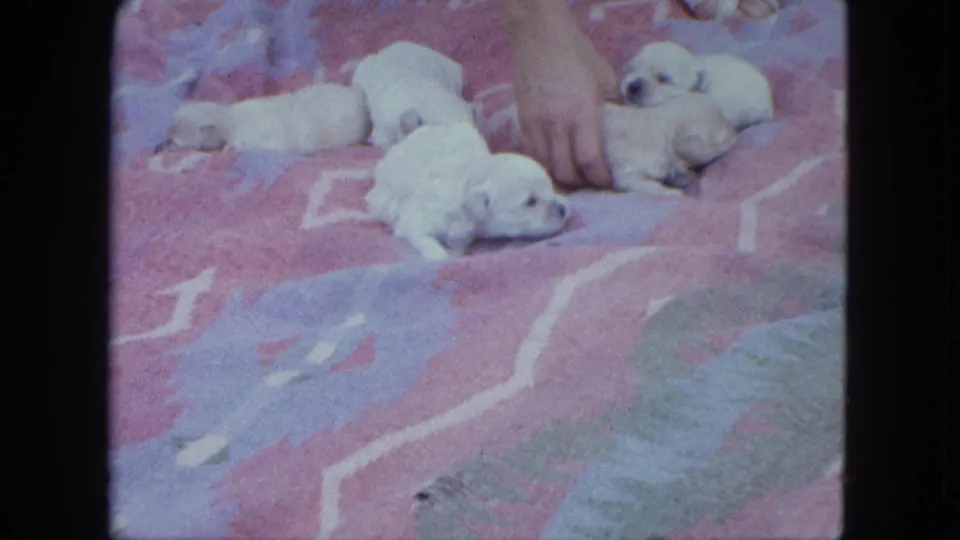 1963 Saint Paul home-movie frame with a hand gently arranging pale puppies on a pastel blanket.