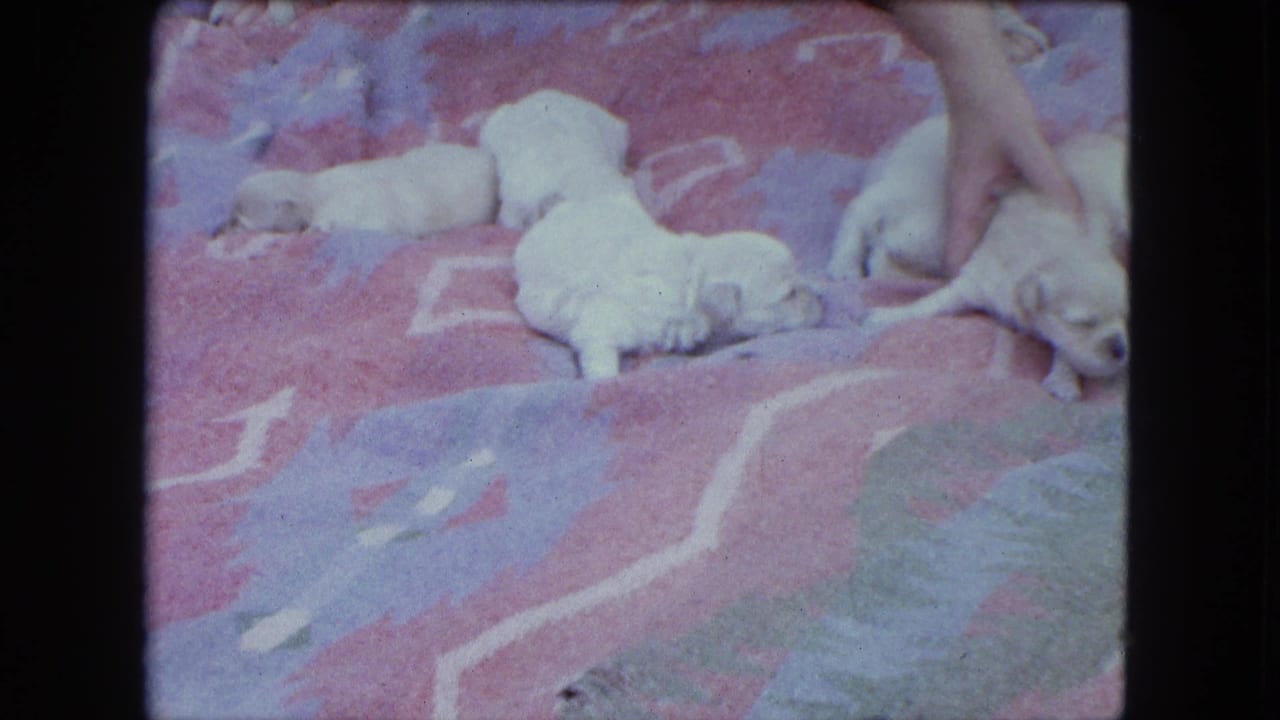 1963 Saint Paul 8mm home-movie frame showing pale newborn puppies on a pink and blue patterned blanket with a hand entering from above.